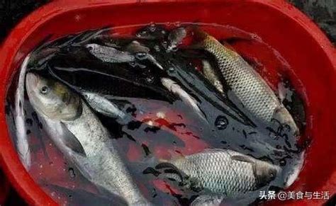 死魚 處理|【死魚怎麼處理】寵物愛魚昇天！死魚怎麼處理才健康又環保？